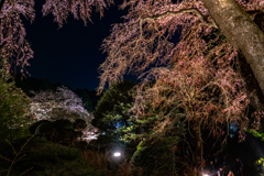 Silent night