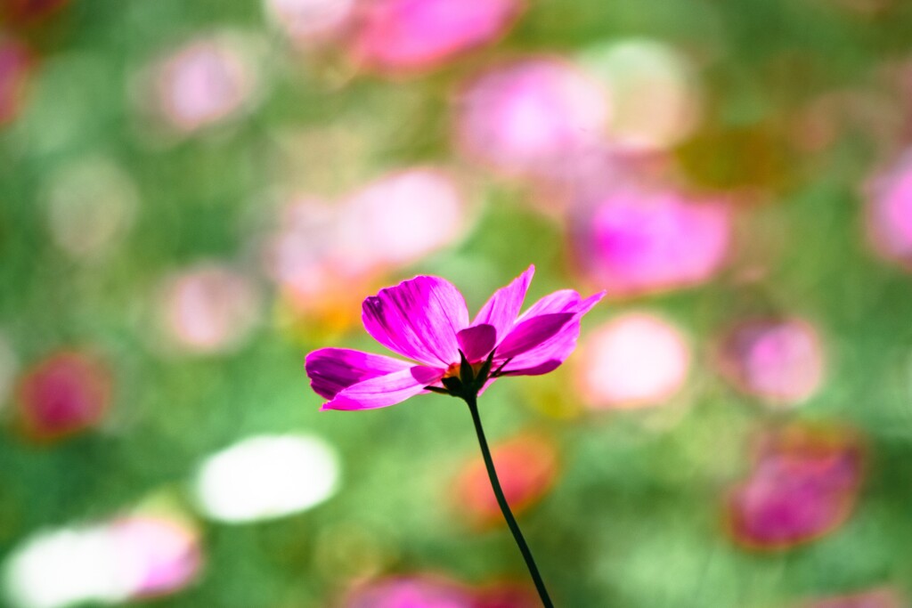 It's a flower