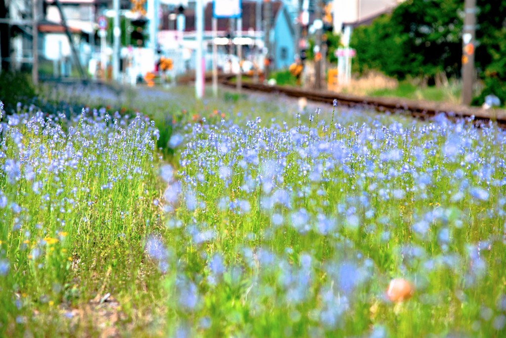 線路脇の彩り