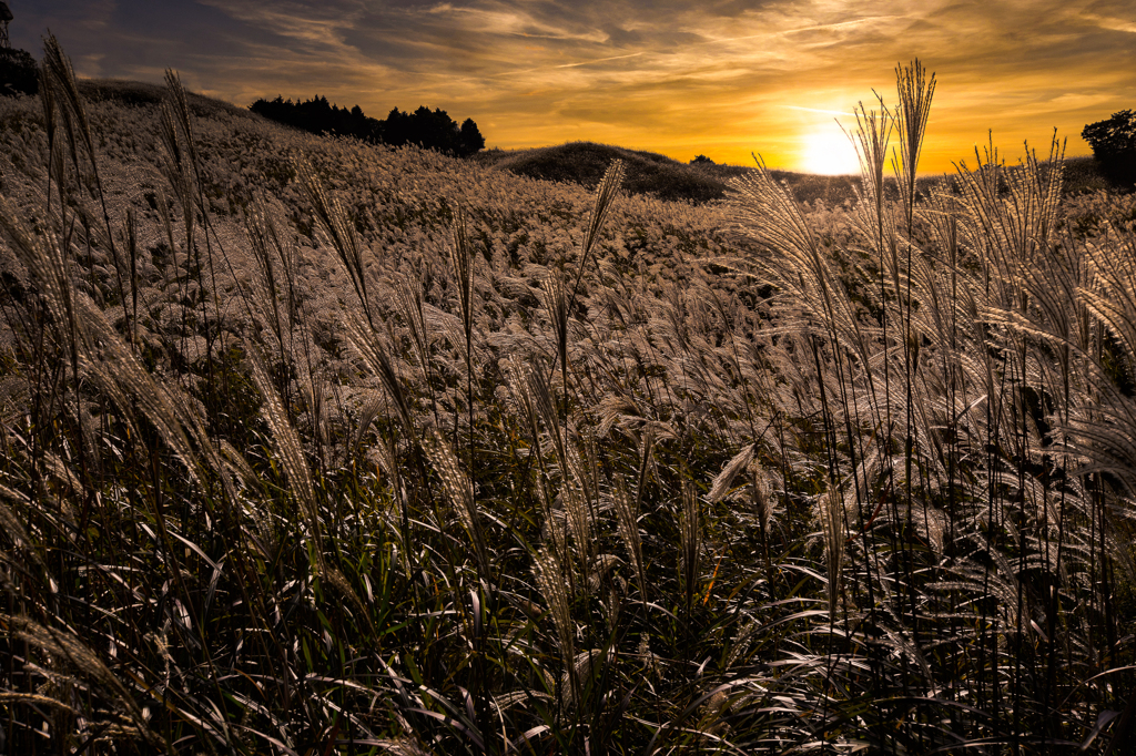 Withered field Ⅱ