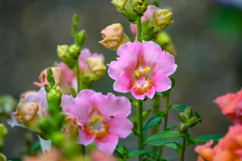 Snapdragon