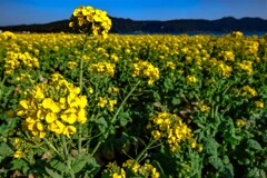 Rape blossoms