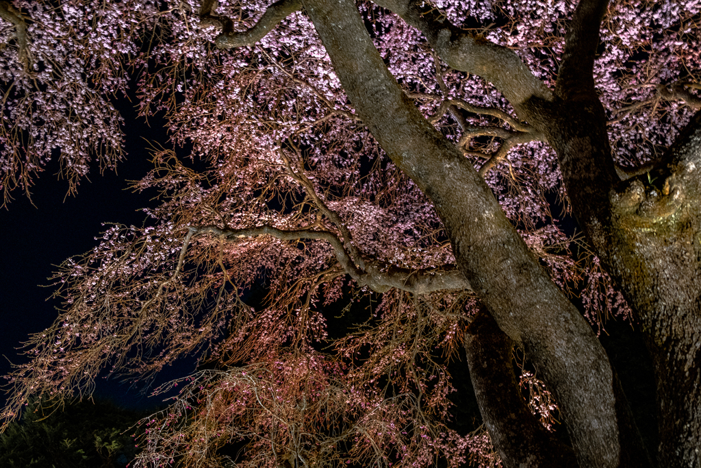 夜桜