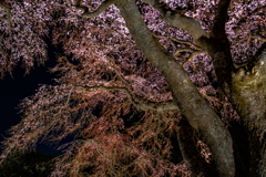 夜桜