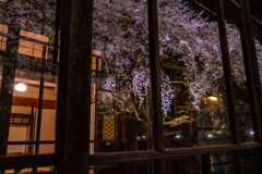 夜桜の旅窓