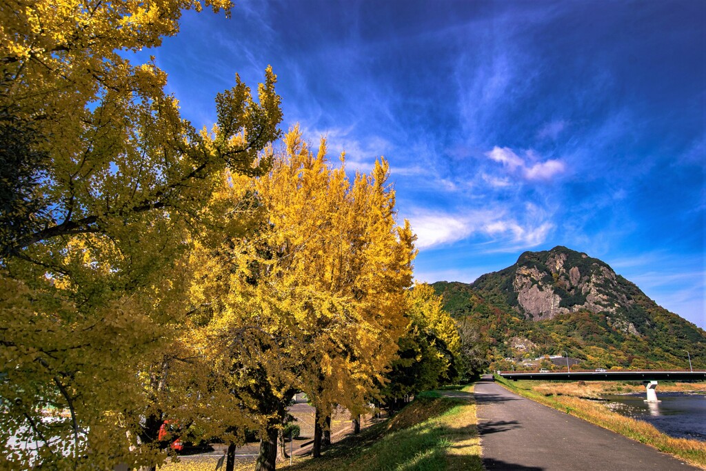 狩野川ケヤキ並木