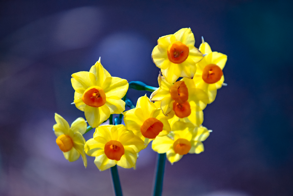 Narcissus