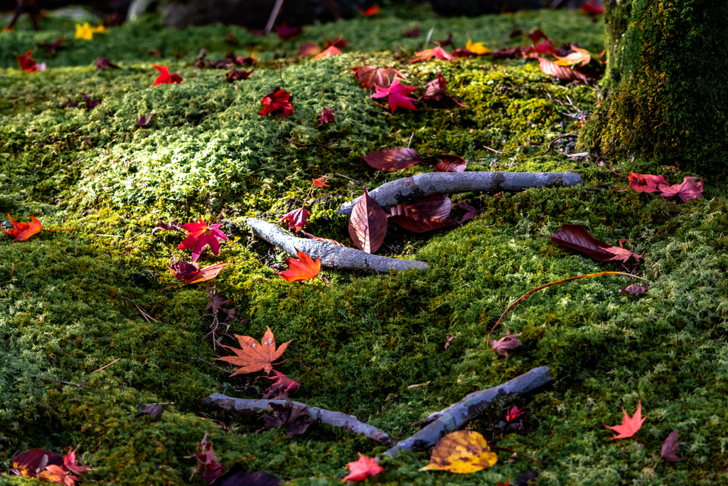 Fallen leaves