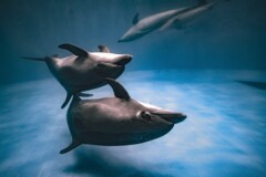 海豚の親子