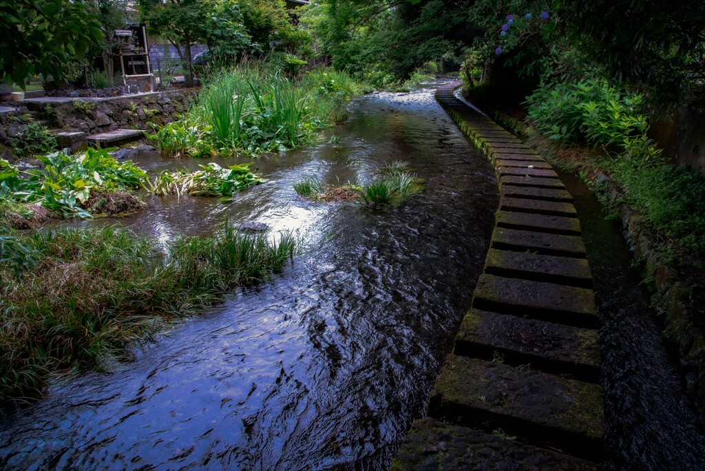 源兵衛川（三島）