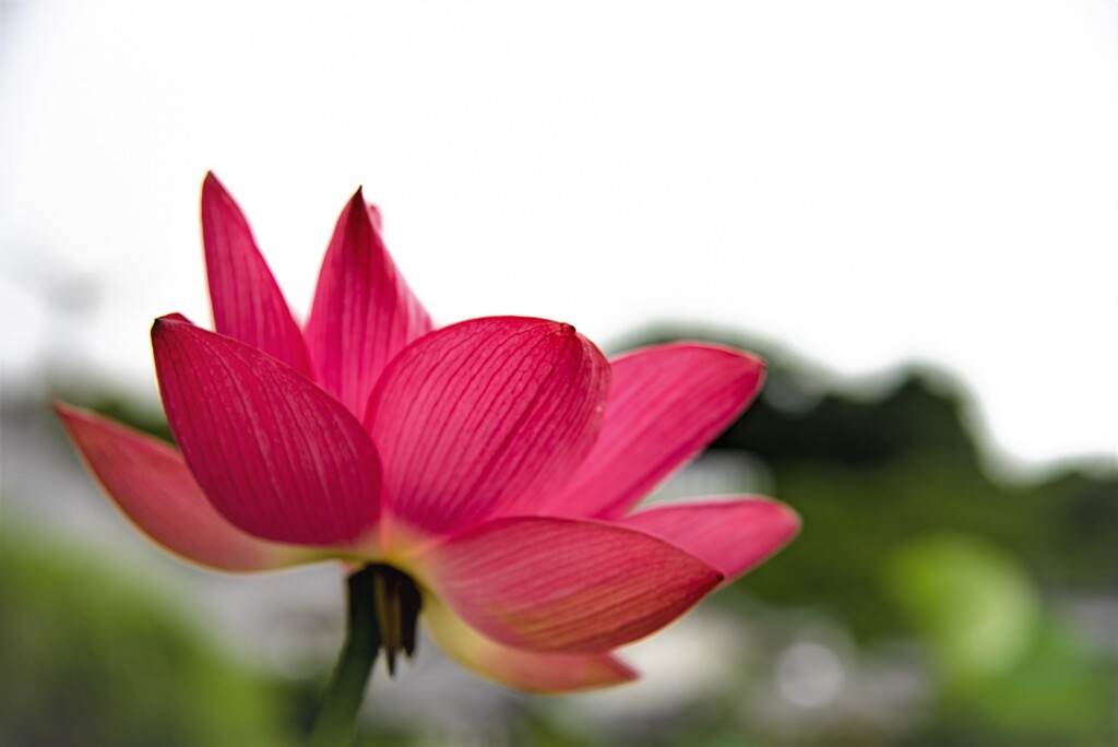 Lotus Love