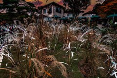 Glass Miscanthus