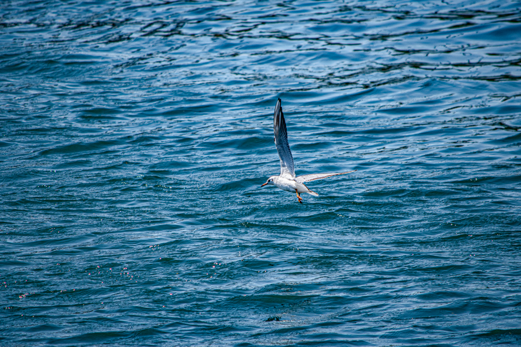 Black-tailed gull