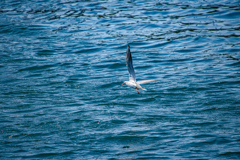 Black-tailed gull
