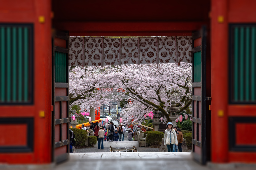 浅間大社の桜