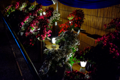夜菊の宴