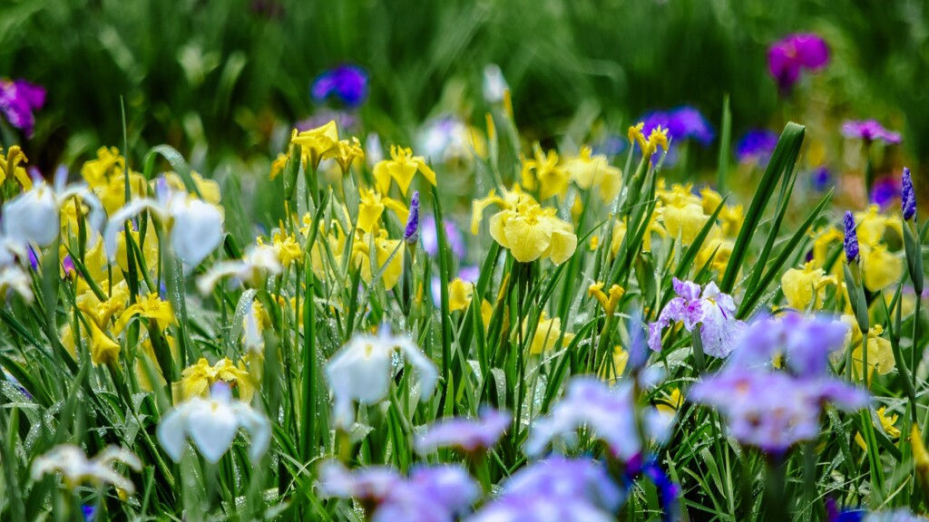 Rainy Iris