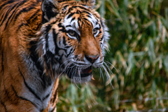 AMUR TIGER