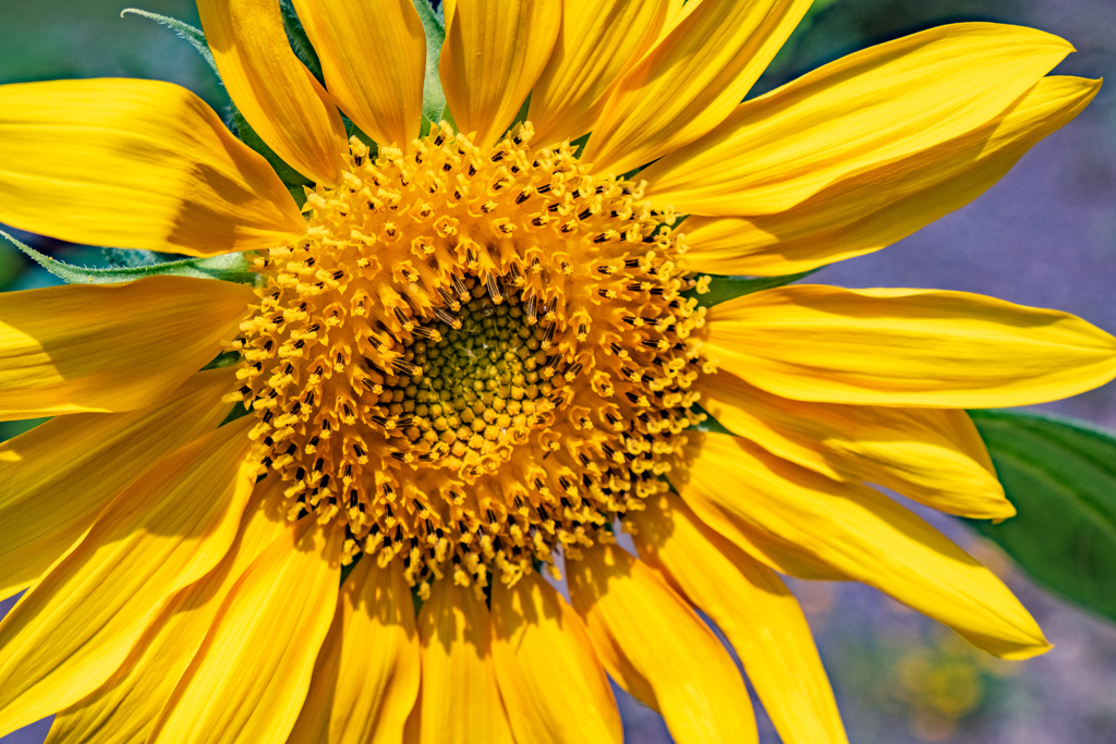 Cheerful flower