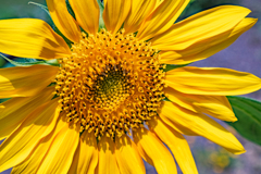 Cheerful flower