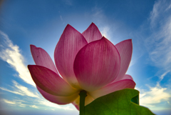 Lotus Love