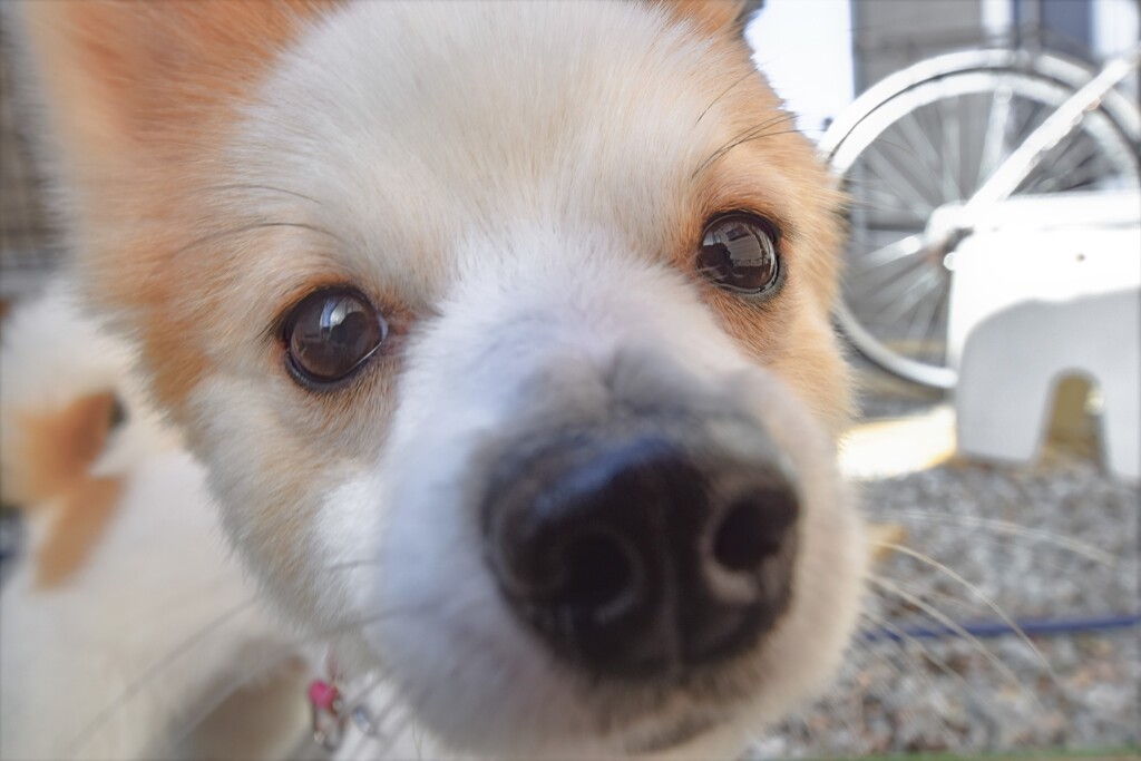 愛息 Portrait
