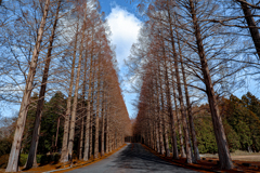 Metasequoia