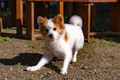 瞳オートフォーカス