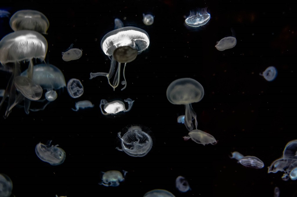 Jellyfish