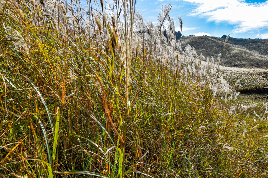 ススキに分け入る！