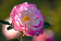 Le Nom de la Rose-1