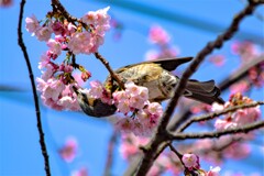 春の香り