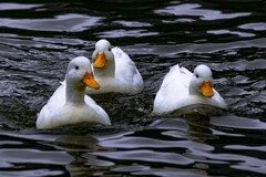 domestic duck