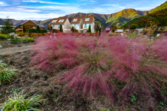 muhlenbergia-capillaris