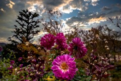 天竺牡丹(dahlia)