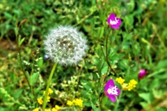 Dandelion fluff