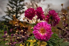 Dahlia