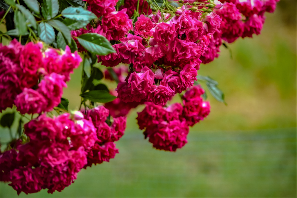 Roses 