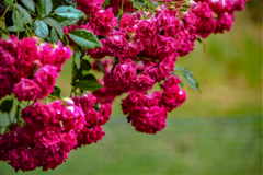 Roses 