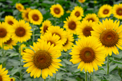 Summer Flower