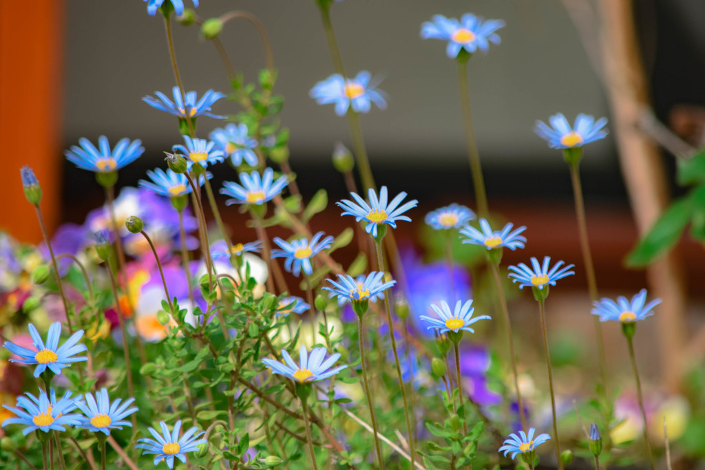 Blue daisy