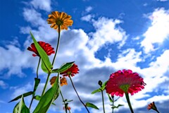 Zinniia in the Sky