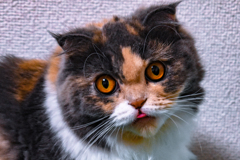 Scottish Fold