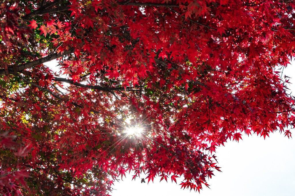 brilliant leaves