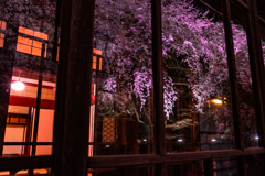 夜桜旅籠