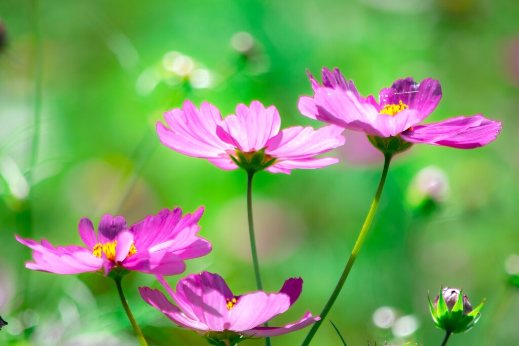 柔花