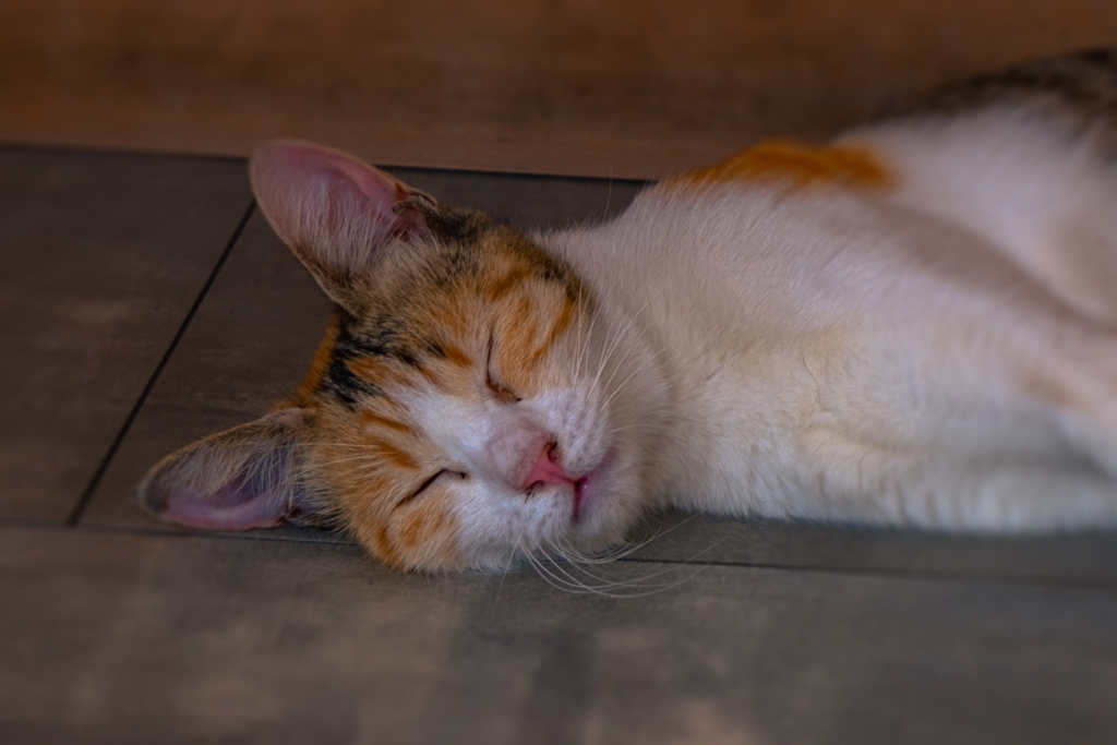 Sleeping Beauty
