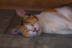Sleeping Beauty