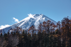 針葉樹林