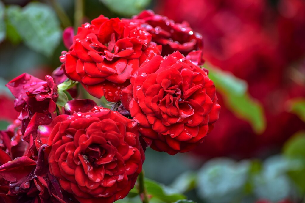 So red the Rose